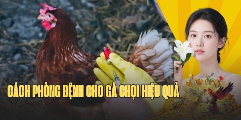 Cách phòng bệnh cho gà hiệu quả