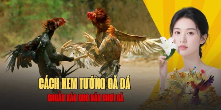Cách xem tướng gà đá tại betvisa