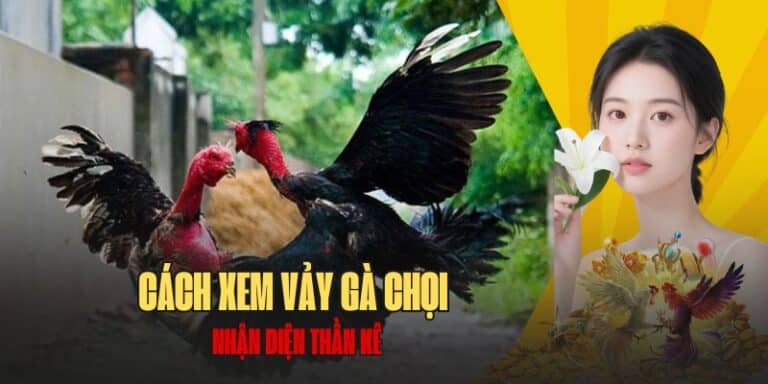 hướng dẫn xem vảy gà chọi tại betvisa