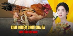 tổng hợp các các chọn cựa gà