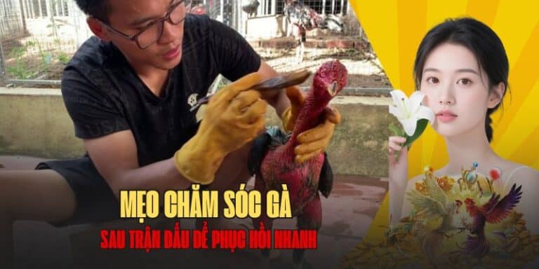Mẹo chăm sóc gà chọi từ dân chuyên