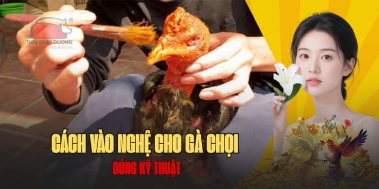 Chi tiết cách vào nghệ cho gà chọi