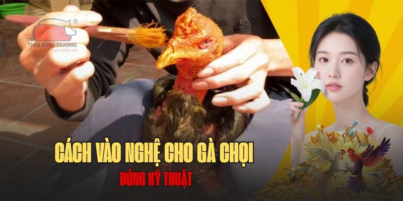 Chi tiết cách vào nghệ cho gà chọi